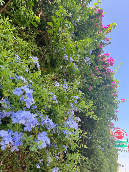 夏の終わり