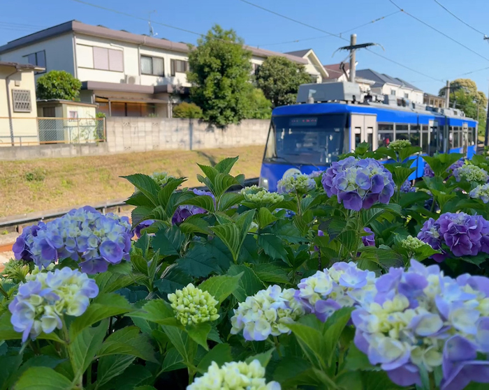 世田谷線と紫陽花