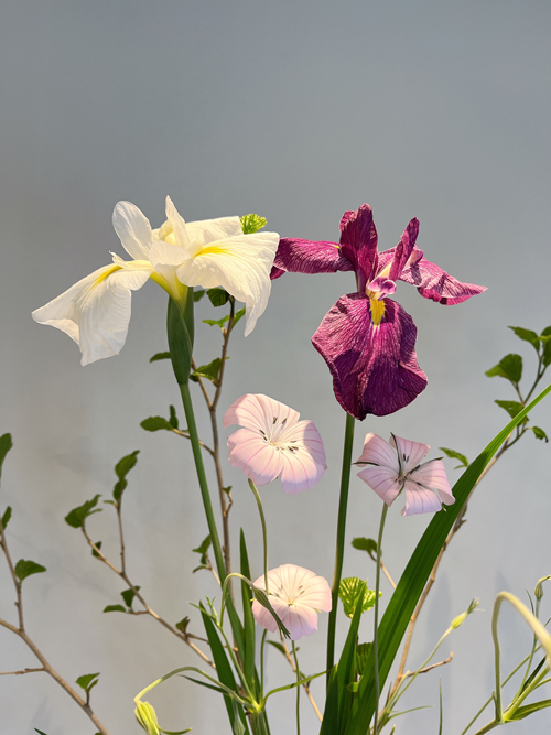 花菖蒲
